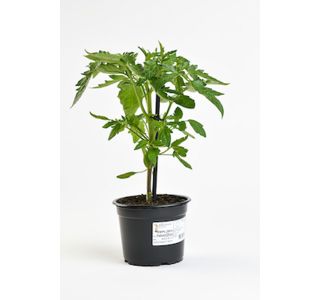 PLODOVKE CEPLJEN PARADIŽNIK L15 CM