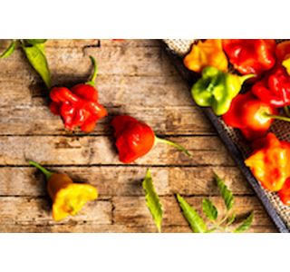 PLODOVKE ČILI L10 CM