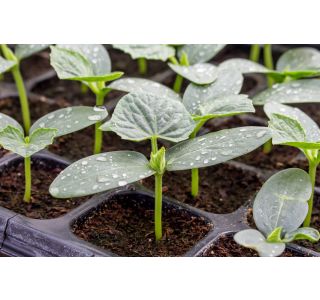 PLODOVKE KUMARE SOLATNE L10 CM