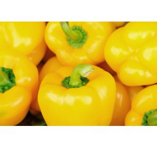 PLODOVKE PAPRIKA RUMENA L10 CM