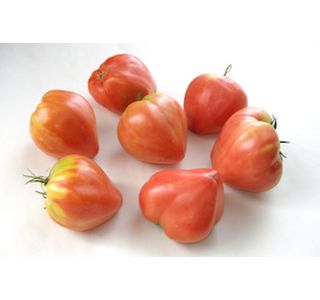 PLODOVKE PARADIŽNIK POZNI 4 KOS