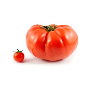 PLODOVKE PARADIŽNIK ZGODNJI 4 KOS