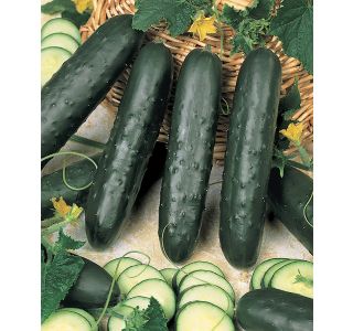 PLODOVKE VOLMARY SOLATNA KUMARA L11 PAGIRA KENIA F1