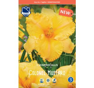 POLETI CVETOČA ČEBULICA LEFEBER HEMEROCALIS COLONEL MUSTARD 1KOS