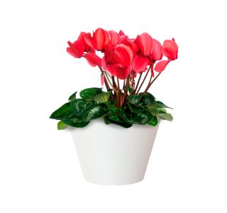 PE NOTRANJI LONEC PORTO SKLEDA BELA 20CM