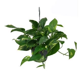 POTOS V VISEČEM LONČKU L14 CM