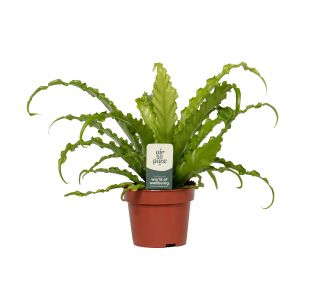 PRAPROT ASPLENIUM OSAKA L12 CM