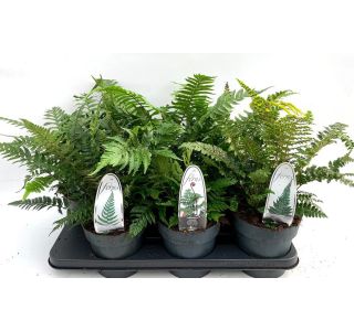 PRAPROT MIX L11 CM PRAPROT MIX L11 CM