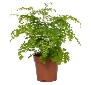 PRAPROT SOBNA ADIANTUM FRAGRANS L12 CM