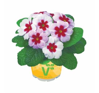 PRIMULA VOLMARY VULGARIS JUPITER L11