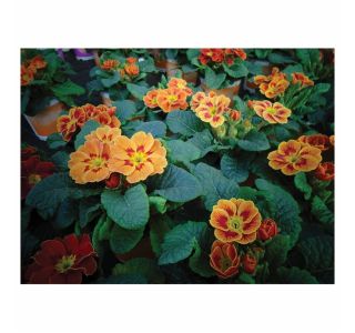 PRIMULA VOLMARY VULGARIS SOLENA L11 MIX F1