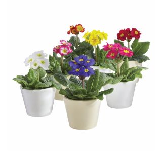 PRIMULA X ELATIOR INARA STEBELNA L13