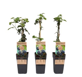 ROBIDA THORNFREE L2 L