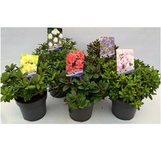 RODODENDRON PRITLIKAVI MIX L2 L