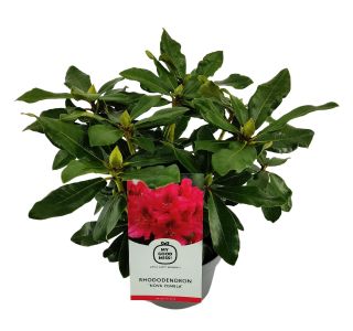 RODODENDRON VELIKOCVETNI L21 CM
