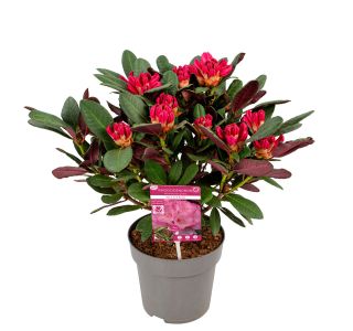 RODODENDRON WINE AND ROSES L3 L