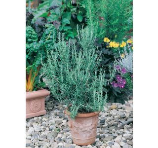 ROŽMARIN VOLMARY BLUE WINTER L12