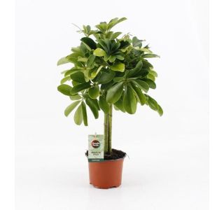 ŠEFLERA COMPACTA ZELENA NA STEBLU L12CM