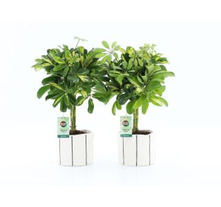 GOLD CAPELLA V OKRAS.LON. BANKSY  NA STEBLU L14 CM