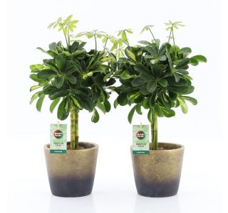 ŠEFLERA GOLD CAPELLA V OKRAS.LON. LUNAR NA STEBLU L14 CM