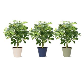 ŠEFLERA GOLD CAPELLA V OKRAS. LON. NA STEBLU L14 CM