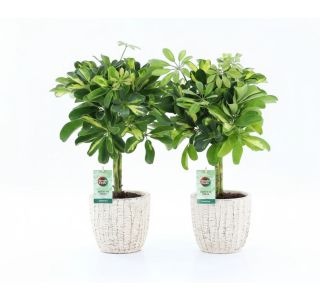 GOLD CAPELLA V SKULPTUR. OKRAS. LON. L22 CM