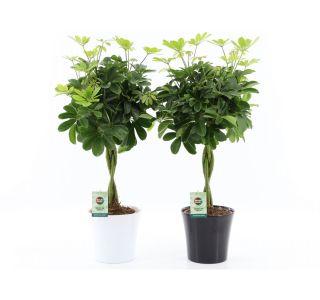 ŠEFLERA NORA OKRAS. LON. L22 CM