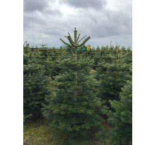 150-175 CM CELEBRATION 5 ABIES NORDMANNIANA