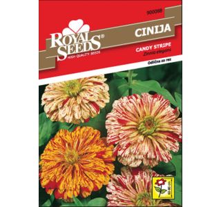 CINIJA ROYAL SEEDS CANDY STRIPE 88