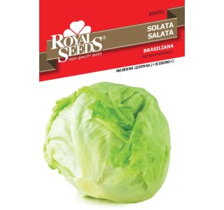 SEMENA ROYAL SEEDS SOLATA BRAZILJANKA 91