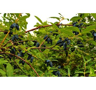 SIBIRSKA BOROVNICA WOJTEH L13