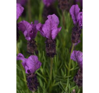 FRANCOSKA GREAT ADVENTURE L17 CM