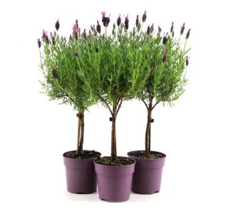 FRANCOSKA NA STEBLU L12 CM