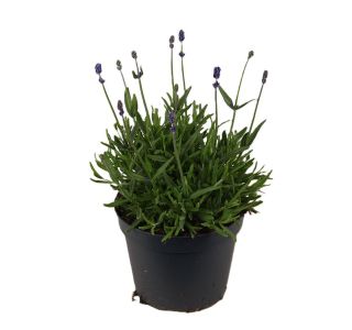 OZKOLISTNA HIDCOTE BLUE L15 CM