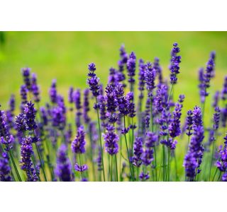 OZKOLISTNA HIDCOTE BLUE L17 CM