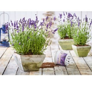 SIVKA TRAJNA SCENTS OF SUMMER L13