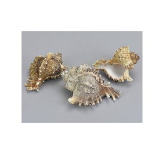 ŠKOLJKE, VELIKE 6-10CM, 3 KOS