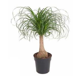 SLONOVA NOGA L21 CM (1 ST)