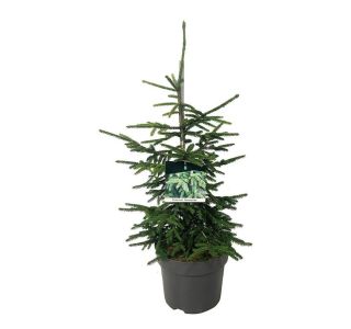 SMREKA PICEA AUREASPICATA L26 CM