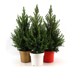 SMREKA PICEA GLAUCA DECEMBER L19 CM
