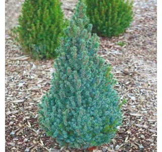 SMREKA PICEA GLAUCA SANDERS BLUE L23 CM