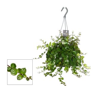 AESCHYNANTHUS PINK POLKA VISEČI LONEC L17 CM