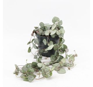 SOBNA ZELENA RASTLINA CEROPEGIA WOODII L8 CM