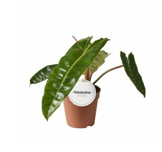 FILODENDRON BILLIETIAE L12 CM