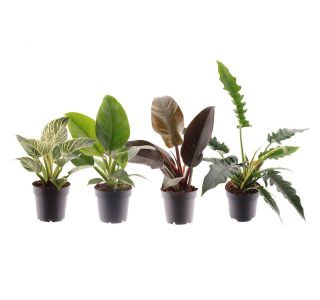 FILODENDRON FEEL GREEN L14 CM