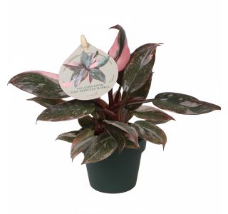 FILODENDRON  PRINCESS MARBLE L6 CM