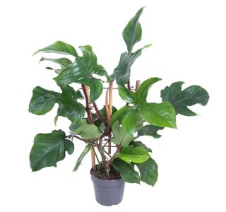FILODENDRON  RED WONDER L19 CM