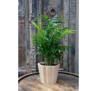 SOBNA ZELENA RASTLINA GORSKA PALMA L12 CM