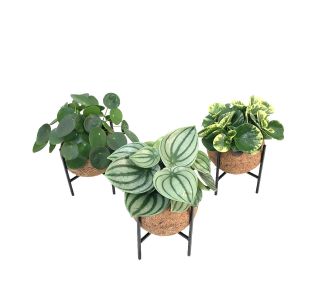 KOKODAMA NA STOJALU L15 CM