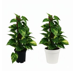 NA OPORI L15 CM NA OPORI L15 CM